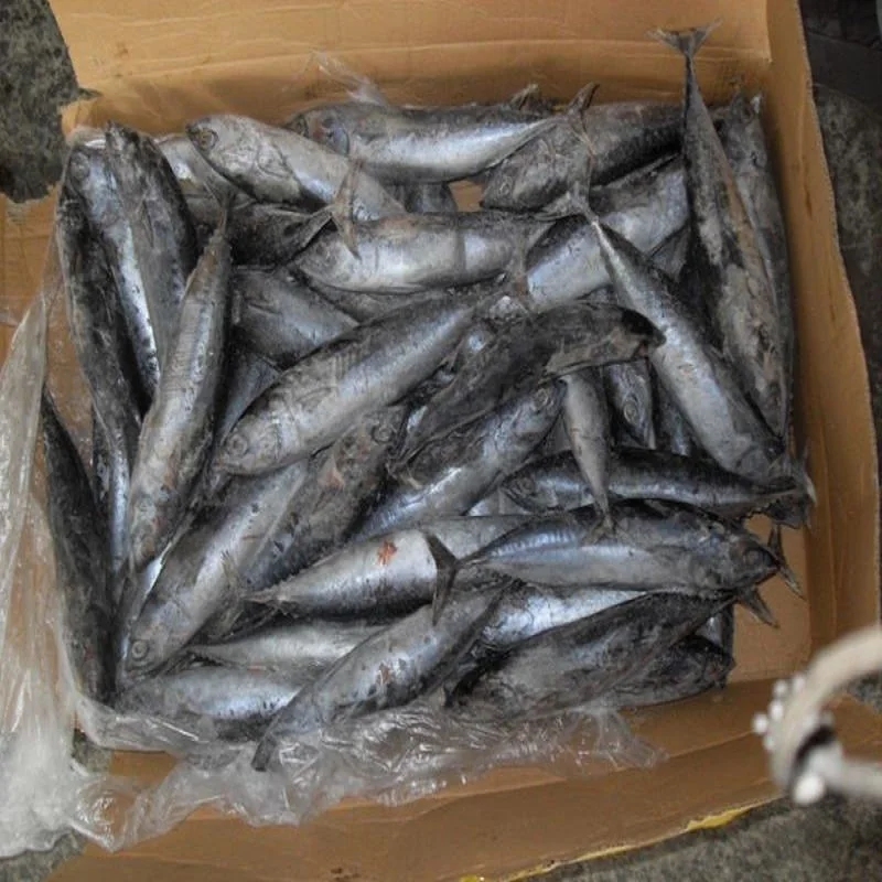 
Best Quality Big Size Frozen Striped Bonito Tuna 