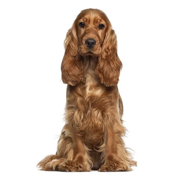 
Dry dog premium food Avantis Pet Gourmet with pork, chicken and lamb 