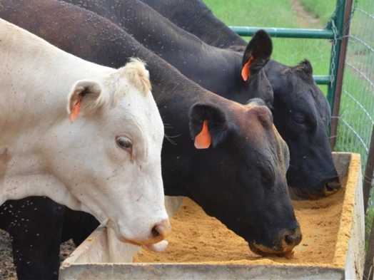 Популярный товар DDGS (Дистилляторы, сушеные зерна с растворимыми веществами) для корма для животных с канадским происхождения высокого качества