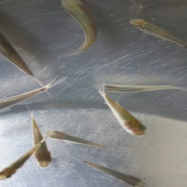 Chemical free and organic tilapia fish feed probiotics for hatchery eggs