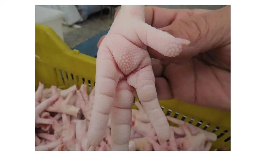 
Halal Chicken Feet, Paws, Breast, Whole Chicken, Legs and Wine 