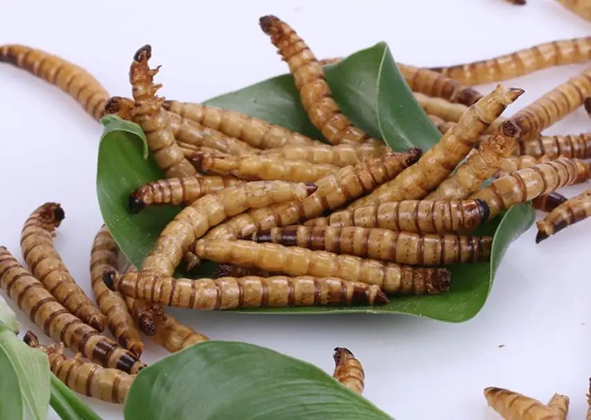 Da mai chong Dried whole body Zophobas Morio Superworms for food