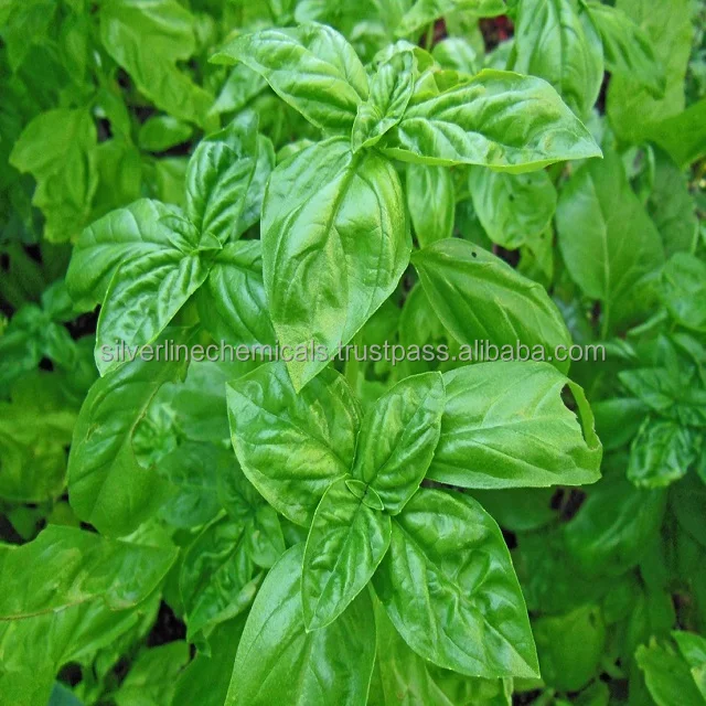 Basil oil BP /USP