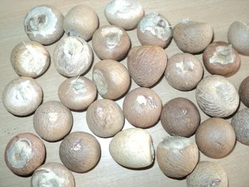 100% натуральные зеленые свежие орехи betel/орехи Areca из Вьетнама-самая конкурентоспособная цена-МС: Праздник whatsapp: + 84-845-639-654