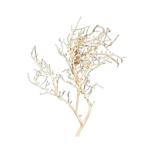 Decorative Natural Dry White Bush Stick For Home Decoration