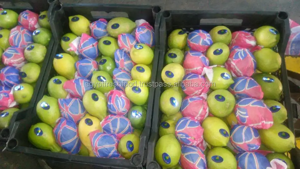 
Fresh Lemon , Citrus Lemon from Egypt , ready to export from our farms season 2020 