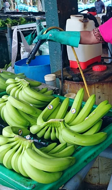 Бананы премиум-класса