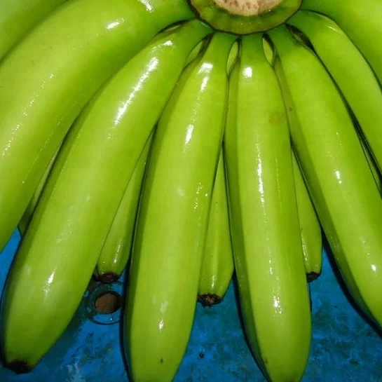 Индийский зеленый банан, экспортеры высокого качества