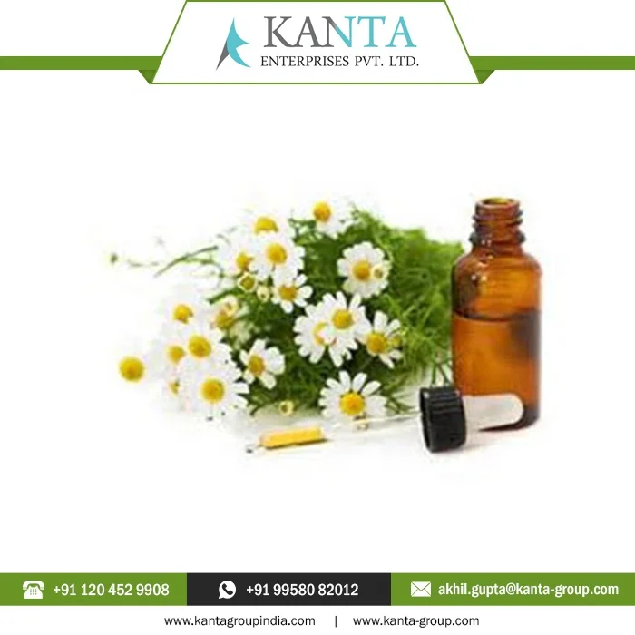 100% Natural Chamomile Essential Blue Oil at Low Price