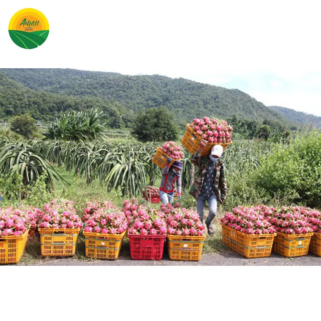 Высококачественные фрукты дракона высшего сорта из Вьетнама