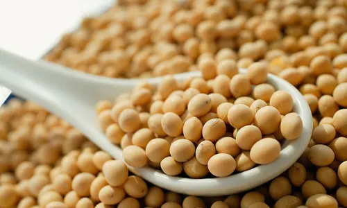 WHOLESALE PRICE FOR SOYBEAN POWDER IN VIETNAM (Whatsapp: +84 845 639 639)