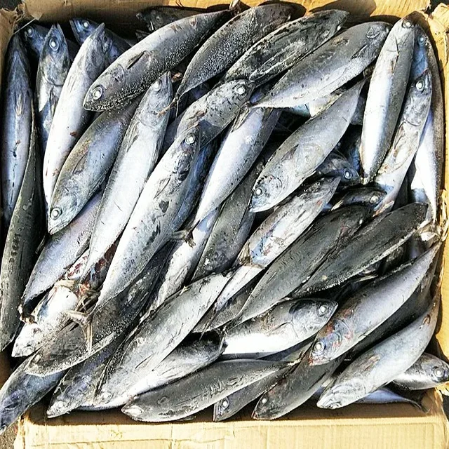 Frozen Bonito tuna Auxis Thazard seafood fish