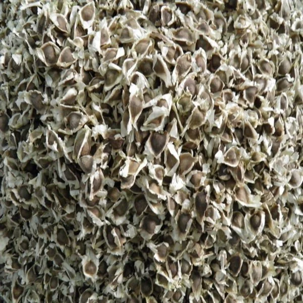 Horseradish drumstick tree moringa seed-- Whatsapp :+91 73580 94554
