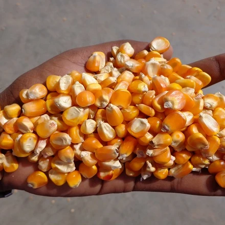 Sangli Origin New Crop Yellow Maize