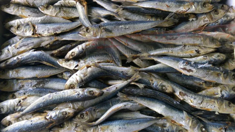 
Dried Round Scad Fish BODY BRC Piece Vacuum Pack Southern Puffer 