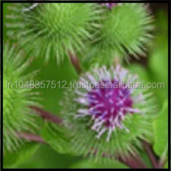 Hot Sale Burdock Root Extract For India Best supplier