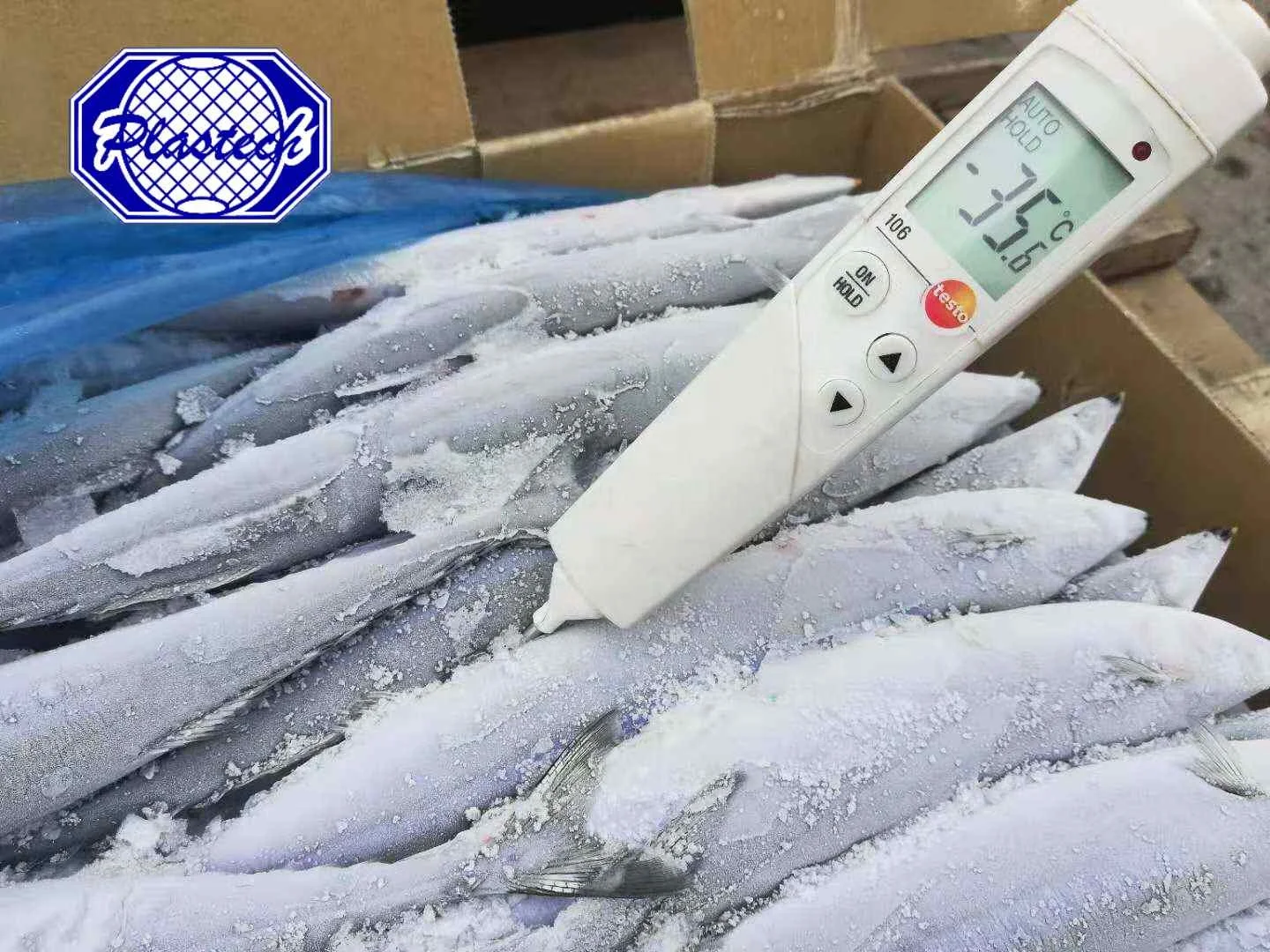 Hot selling frozen pacific Saury for Tuna Bait