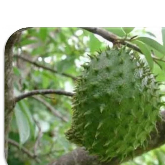 FRESH SOURSOP/ GRAVIOLA - WHOLE YEAR SUPPLY - 2023 GOOD PRICE
