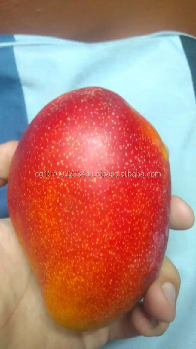 fresh mango fruit ready to export to morocco