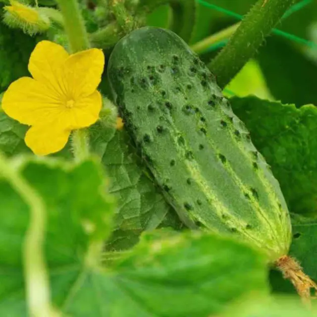 Огурец натуральный и чистый гидрозол цветочная вода