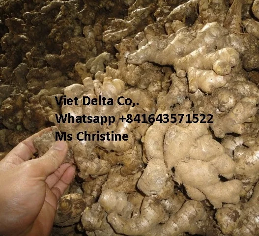 price per ton of fresh ginger from Vietnam