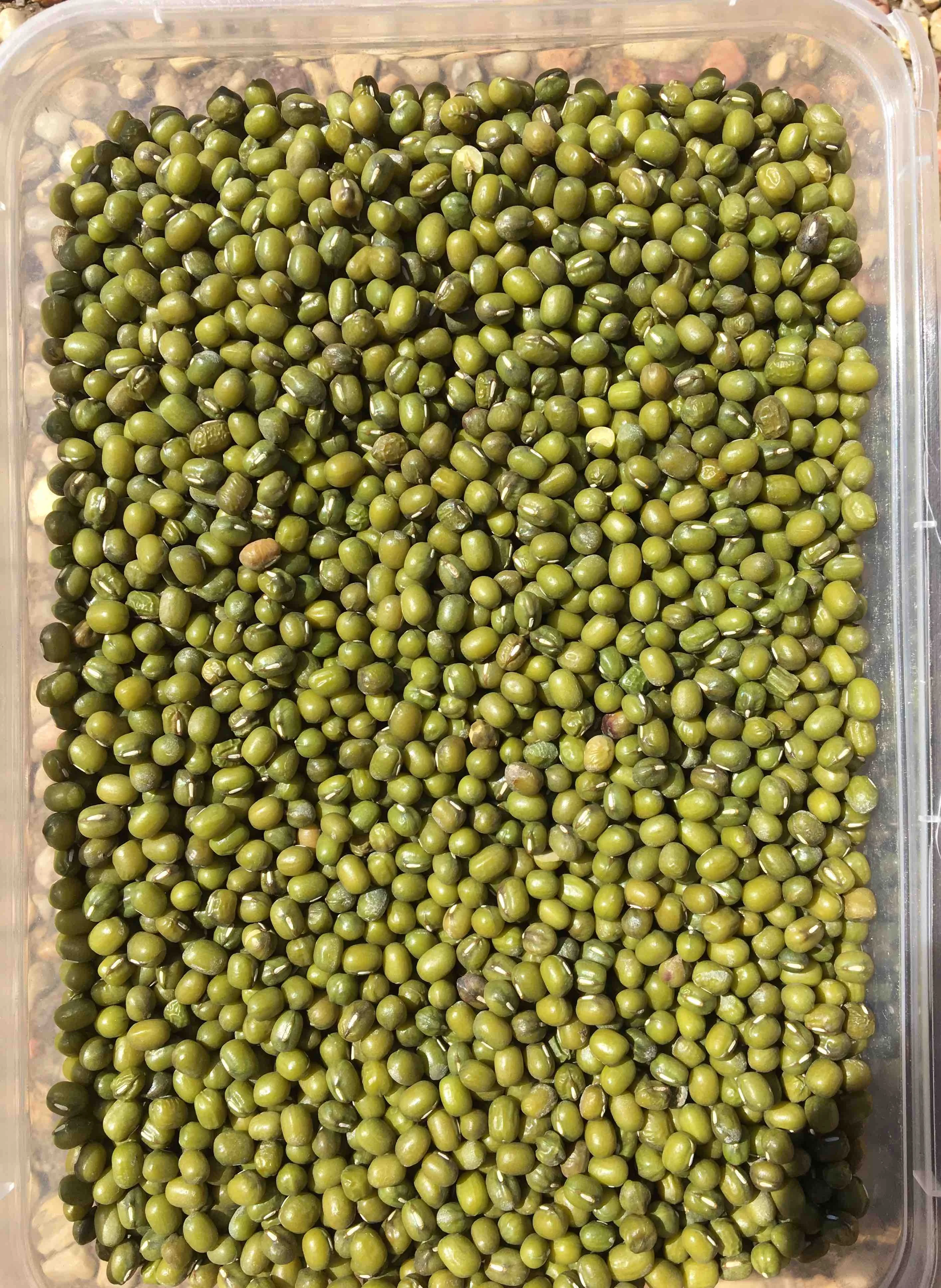 
VIETNAM GREEN MUNG BEAN 2019 