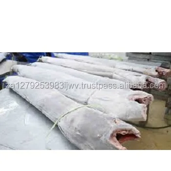 
seafood of sailfish, frozen sailfish,High Quality Frozen Indo Pacific Sailfish 
