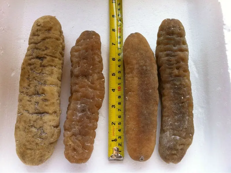 Sand Fish Sea Cucumber / Dry Sea Cucumber / Sea Cucumber