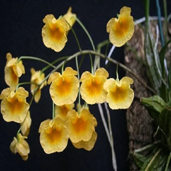 
Dendrobium lindleyi seedling 