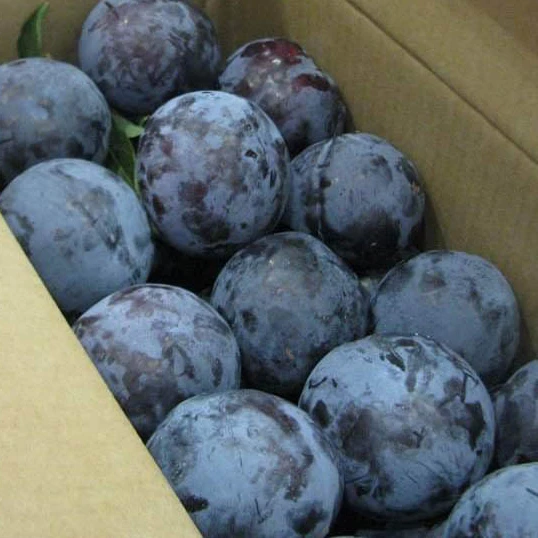 
Top grade juicy tasty 85% maturity black amber fresh plums in bulk price 