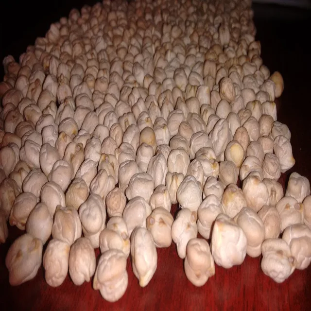  Dry Indian White Chick Peas High Protein / Kabuli For Bulk Wholesale