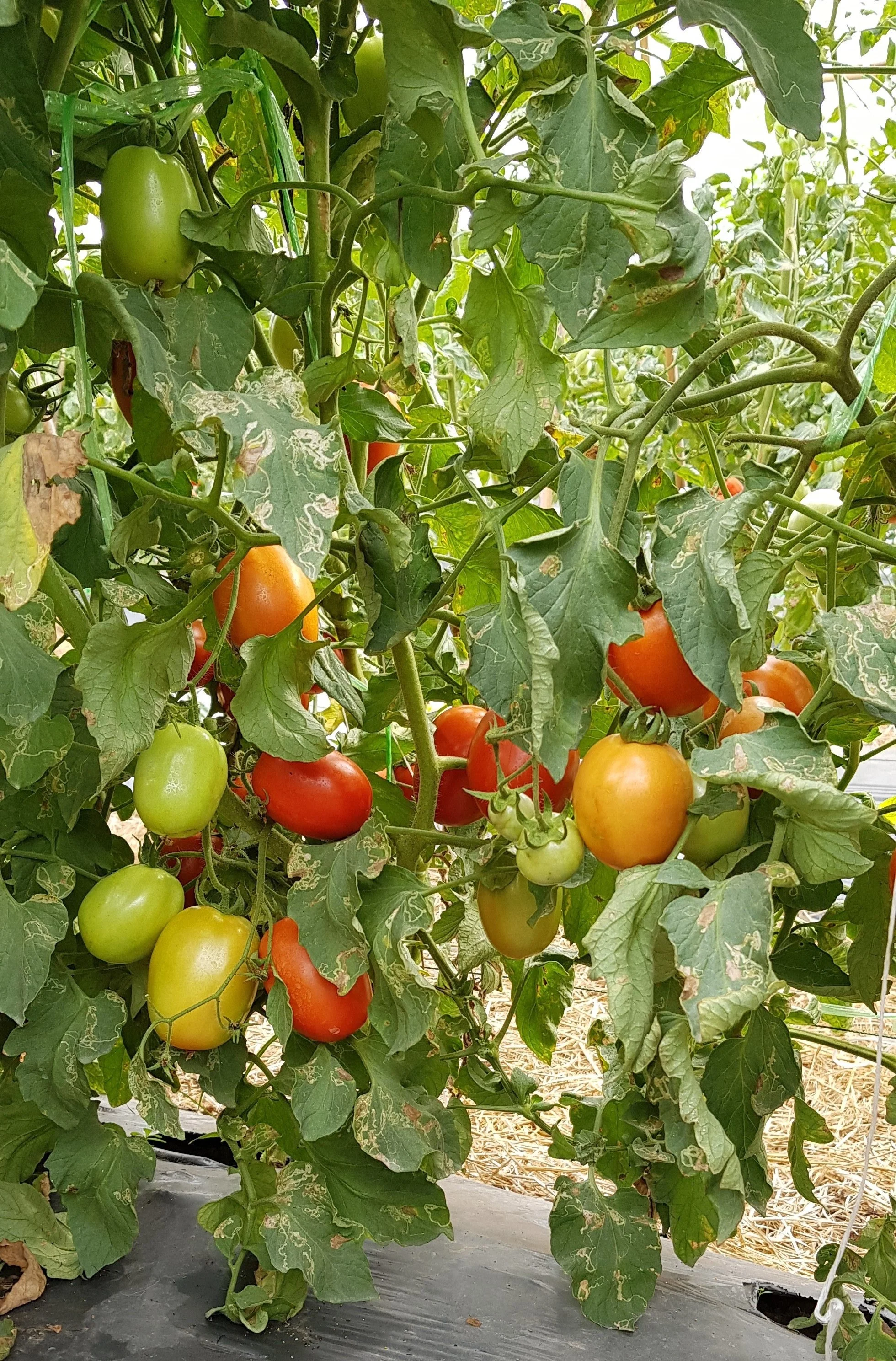 
Tomato Hybrid Rida F1 Seeds 