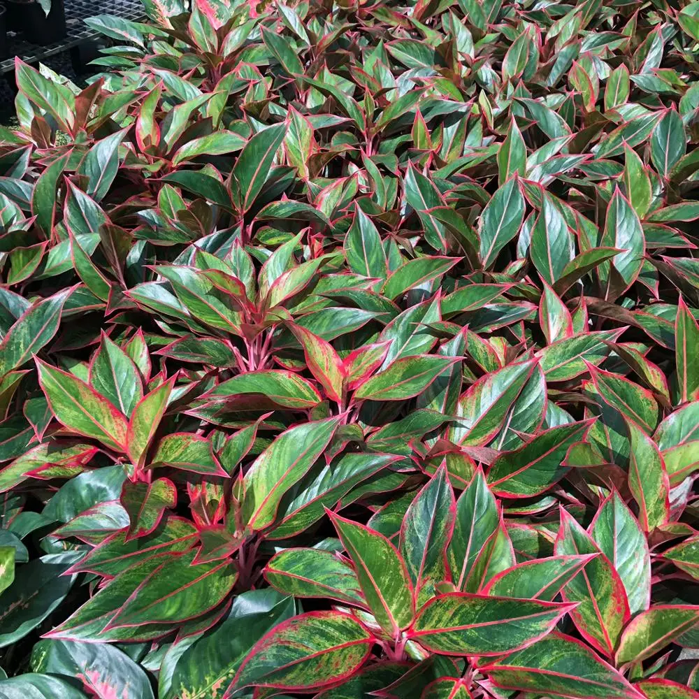 
Wholesale Aglaonema Pot Plants in Thailand @ Best Price Try us!! 