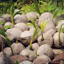 Coconut Seeds