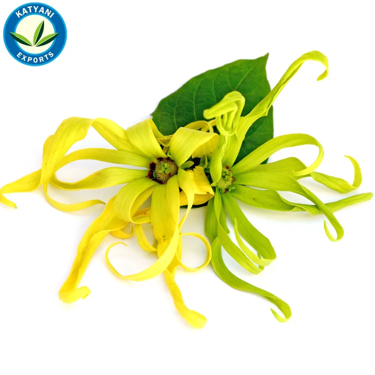 Fresh Pure Original Ylang Ylang Oil