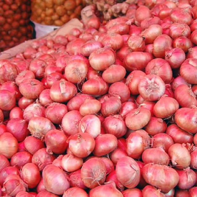 Indian High Quality Premium New Crop Fresh Red Onions for Sale Mumbai 10 kg /20 kg Nasik at Best Price