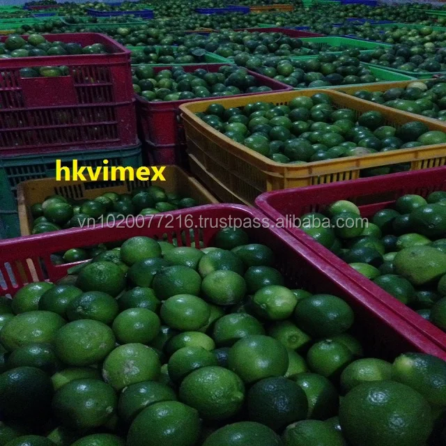 Green lemon/ Fresh lemon seedless/ fresh fuit hight quality