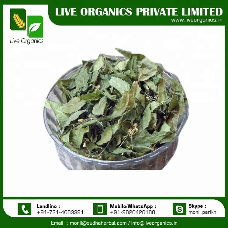 India Wholesaler Natural Organic Neem Extract Leaf