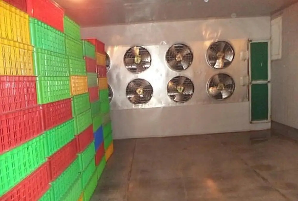 [BEST PRICE 2023] FRESH FROZEN FISH SKIN / FROZEN PANGASIUS FISH SKIN for Collagen from Vietnam 2023