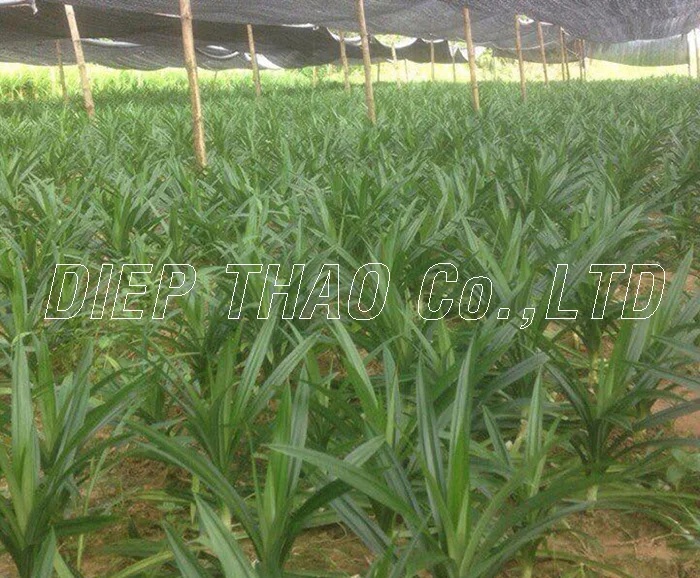 SPINACH LEAF/ PANDAN LEAF ( FRESH/FROZEN/DRIED/POWDER) FOR EXPORT
