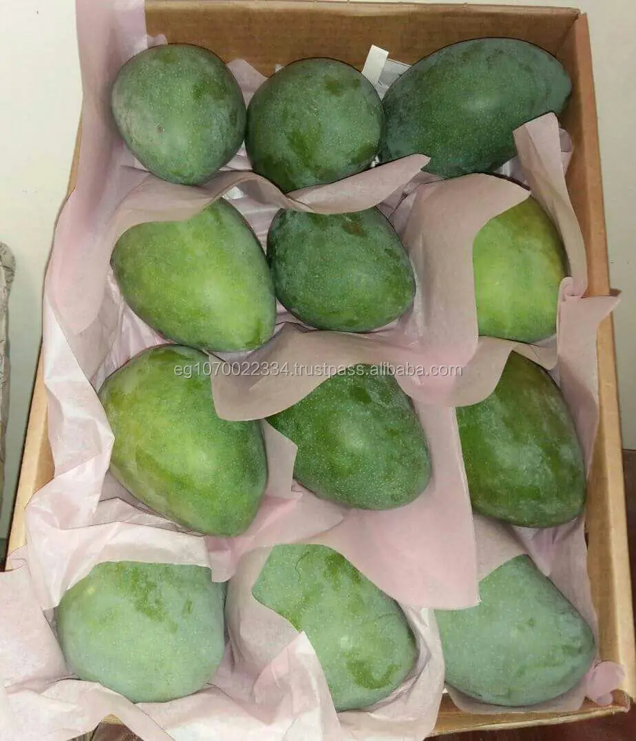 fresh mango ready export 2020