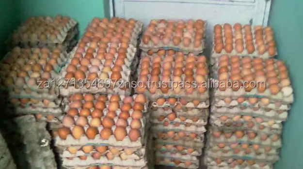 High Standard Best Quality Chicken Egg Fresh and Natural Egg Wholesale Price Animal Products Eggs