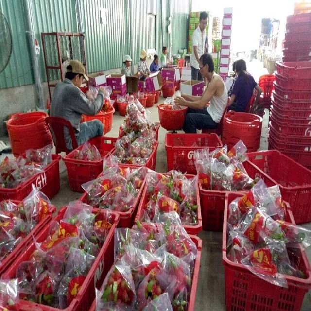 
Fresh dragonfruit/ dragon fruit good price, good quality 