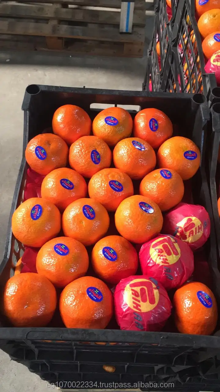 mandarin orange fruit for Congo, Democratic Republic of (DRC) market   speed shipping
