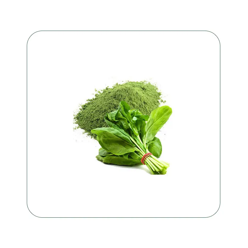Organic Spinach powder Wholesale Supplier