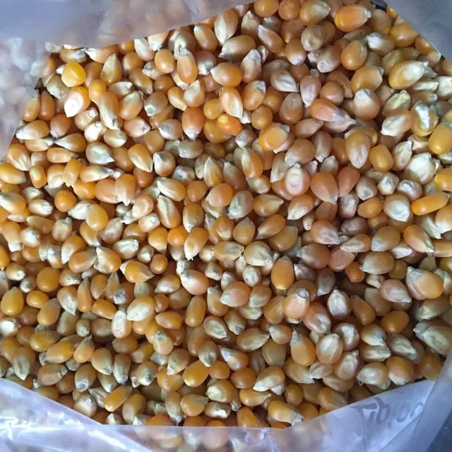 Корм для крупного рогатого скота для кукурузы whatsapp + 84-845-639-639