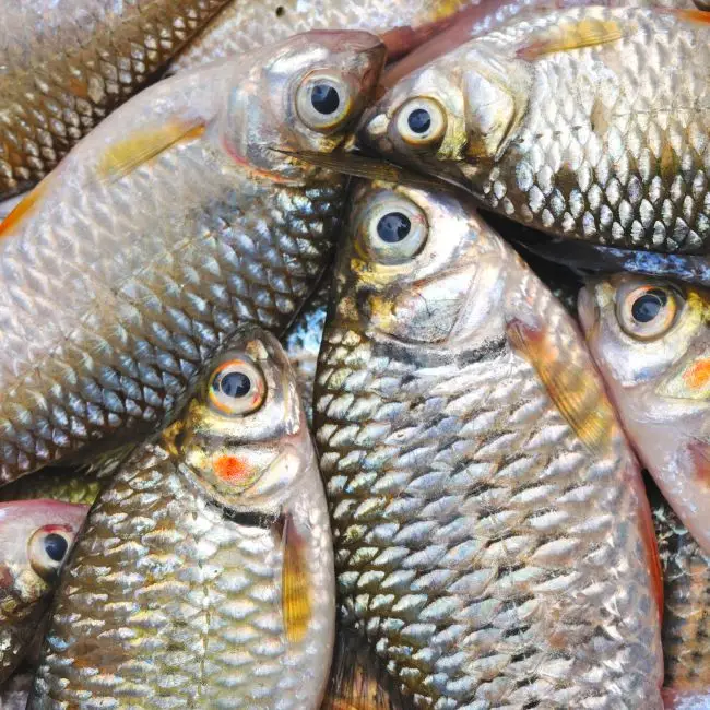 
Disease Reducing Organic Feed meal Mix for Fish Farms available for Bulk Purchase 