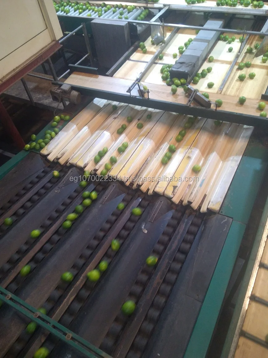 Fresh seedless lime to Thailand