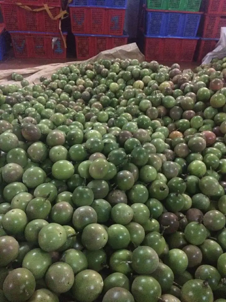 Свежий фрукт страсти-высокое качество и Лучшая цена