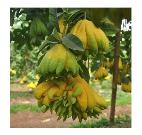 Thousand Hand Buddha  - Finger Citron - Worship fruits -  from Vietnam / Amber +84925369653 whatsapp/mobile
